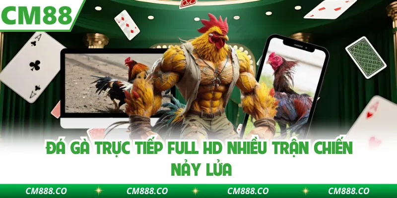 Đá gà trực tiếp full HD nhiều trận chiến nảy lửa